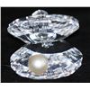 Image 1 : GENUINE SWAROVSKI CRYSTAL 1.25" FLAT OYSTER SHELL WITH