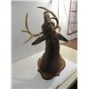 Image 2 : TAXIDERMY 7 POINT DEER HEAD, QUALITY MOUNTED