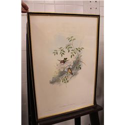 JOHN GOULD (BRITISH 1804-1881) & HENRY CONSTANTINE RICHTER (BRITISH 1821-1902) PAIR OF HUMMING BIRD