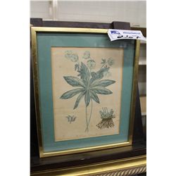 EDOUARD AUGUSTE PATRICE HOCQUART (FRENCH 1789-1870) PRINT. HELLEBORE DU LEVANT