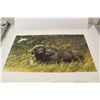 Image 3 : UNFRAMED ROBERT BATEMAN PRINT "A RESTING PLACE- CAPE BUFFALO"  658/950 AND SIGNED