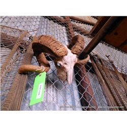 GOAT SKULL