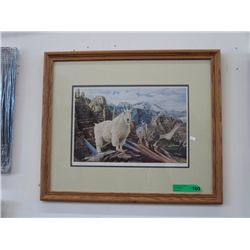Framed print of a mountain goat