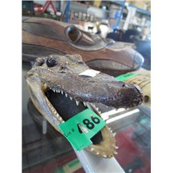 Baby alligator head