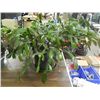 Image 1 : LIVE PLANT - CHRISTMAS CACTUS WITH BUDS