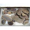 Image 1 : BOX LOT BOTANY PALEOTOLOGY MISSISSPPIAN ERA FOSSIL