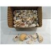 Image 1 : BOX LOT DECORATIVE SEA SHELLS, BI-VALVES, CONCH, &
