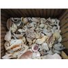 Image 2 : BOX LOT DECORATIVE SEA SHELLS, BI-VALVES, CONCH, &