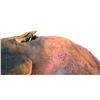 Image 5 : Saw III - Prop Pig