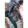 Image 6 : Saw III - Prop Pig