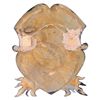 Image 2 : Corpse Bride - Everglot Family Crest
