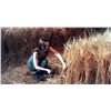 Image 8 : Host, The - Sickle & Wheat