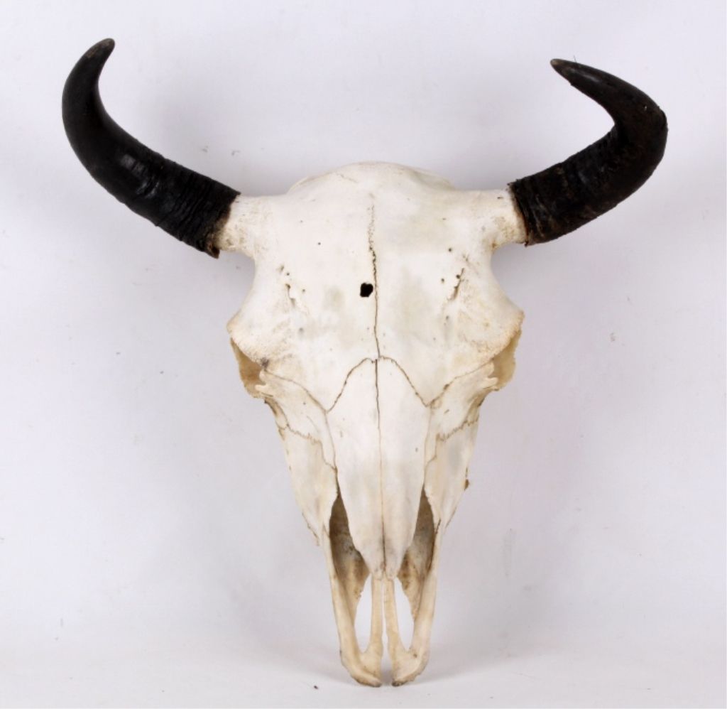Montana Buffalo Bison Skull