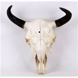 Montana Buffalo Bison Skull