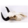 Image 3 : Montana Buffalo Bison Skull