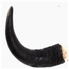 Image 4 : Montana Buffalo Bison Skull