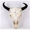 Image 6 : Montana Buffalo Bison Skull
