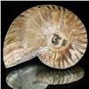 Image 1 : 175ct Opalized Ammonite (MIN-002121)