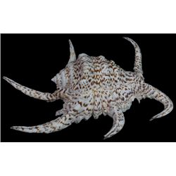 Scarce Collectible Lambis Chiragra Freak Shell (SHL-000294)