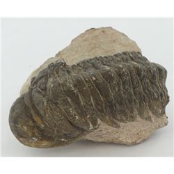 143g Preserved Tribolite Fossil On Base Material (MIN-003800)