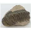 Image 1 : 143g Preserved Tribolite Fossil On Base Material (MIN-003800)