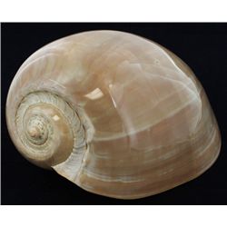 Scarce Collectible Polished Voluta Aethiopicus Shell (SHL-000309)