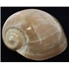 Image 1 : Scarce Collectible Polished Voluta Aethiopicus Shell (SHL-000309)