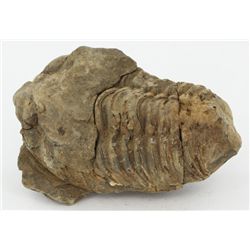 111gm Unpreserved Tribolite Fossil (MIN-003982)