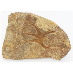 Ancient Starfish Fossil (MIN-004569)