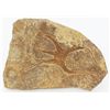 Image 1 : Ancient Starfish Fossil (MIN-004569)