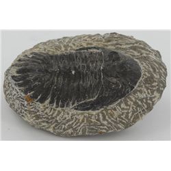 206g Preserved Tribolite Fossil On Base Material (MIN-003958)