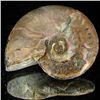 Image 1 : 95ct Opalized Ammonite (MIN-002084)
