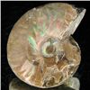Image 2 : 95ct Opalized Ammonite (MIN-002084)