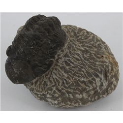 186g Preserved Tribolite Fossil On Base Material (MIN-003945)