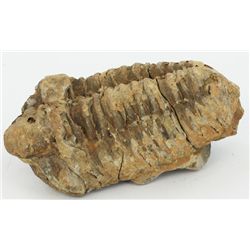 106gm Unpreserved Tribolite Fossil (MIN-003999)