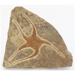 Ancient Starfish Fossil (MIN-004565)
