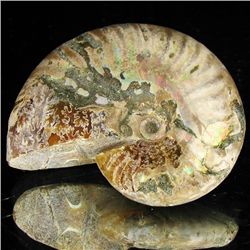 100ct Opalized Ammonite (MIN-002064)