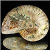 Image 1 : 100ct Opalized Ammonite (MIN-002064)