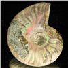 Image 2 : 100ct Opalized Ammonite (MIN-002064)