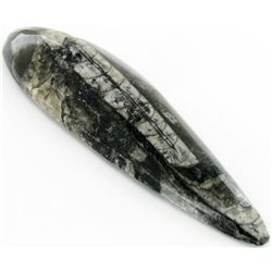 53gm Polished Orthoceras Large Fossil (MIN-001968)