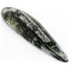 Image 1 : 53gm Polished Orthoceras Large Fossil (MIN-001968)