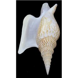 Scarce Collectible Strombus Listeri Shell (SHL-000209)