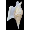 Image 1 : Scarce Collectible Strombus Listeri Shell (SHL-000209)
