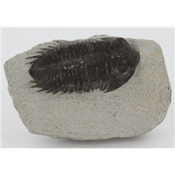 290g Preserved Tribolite Fossil On Base Material (MIN-003803)