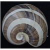 Image 1 : Scarce Collectible Hydatina Albocincta, Lge Shell (SHL-000269)
