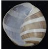 Image 2 : Scarce Collectible Hydatina Albocincta, Lge Shell (SHL-000269)