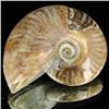 Image 1 : 180ct Opalized Ammonite (MIN-002138)