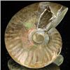 Image 2 : 180ct Opalized Ammonite (MIN-002138)
