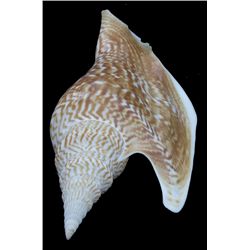 Scarce Collectible Strombus Listeri Shell (SHL-000206)