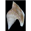 Image 1 : Scarce Collectible Strombus Listeri Shell (SHL-000206)